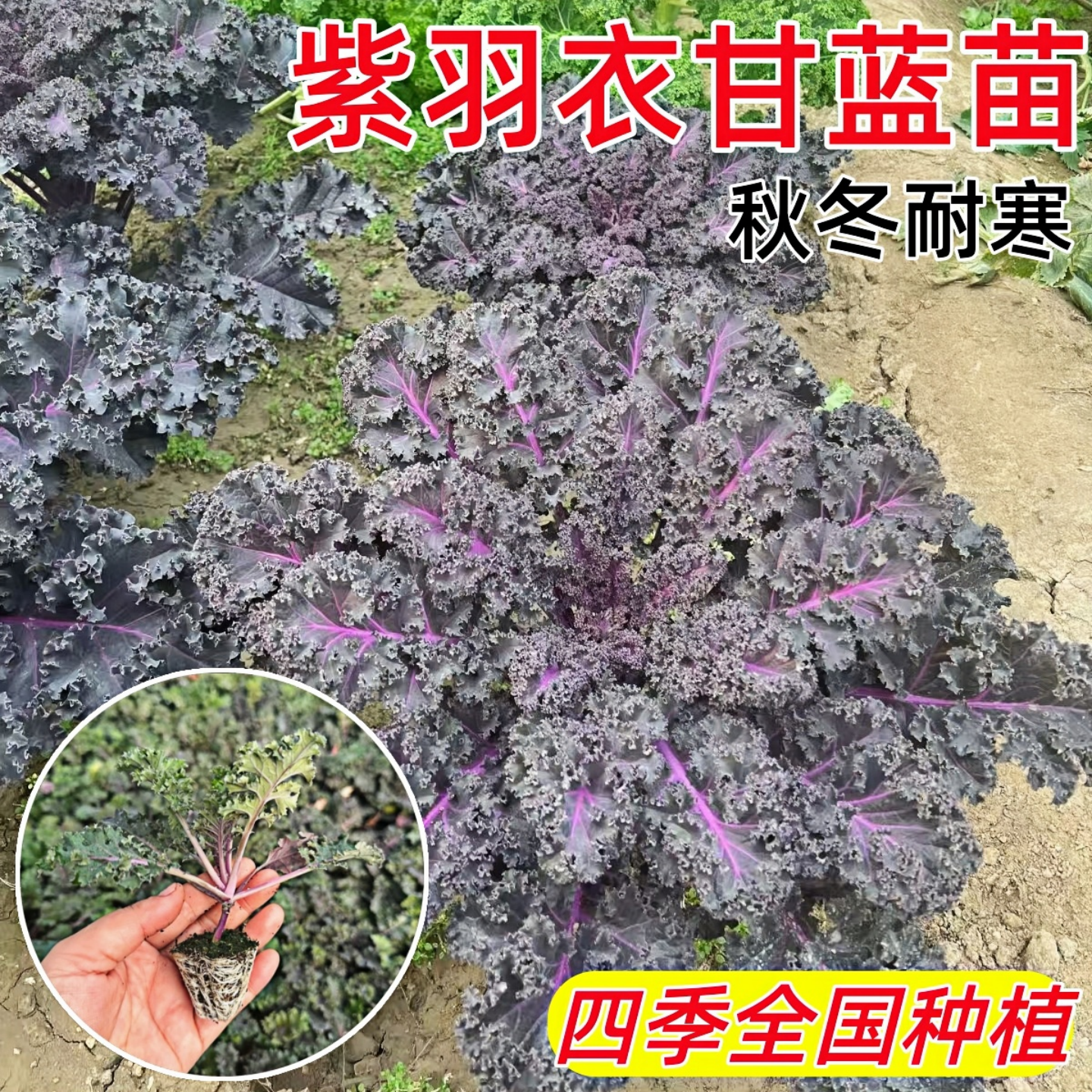 羽衣甘蓝苗盆栽大苗种子种籽食用紫色蔬菜南方四季种菜苗秋冬耐寒,淘宝优惠券,粉丝福利购,淘宝优惠卷