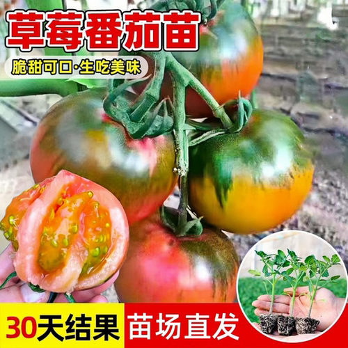老品种普罗旺斯番茄苗秧春季沙瓤大粉西红柿秧子四季阳台盆栽蔬菜 - 图3