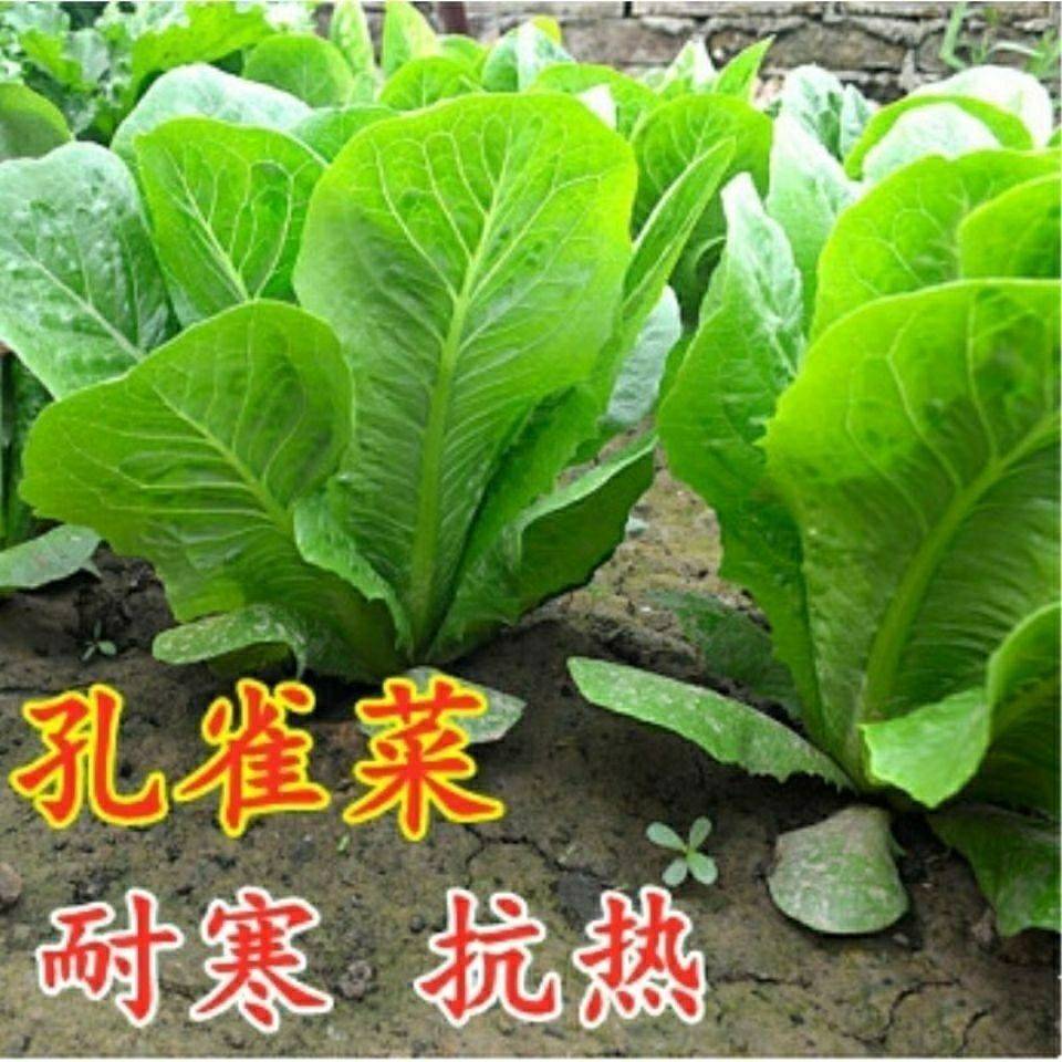 孔雀菜种子罗马生菜种孑四季沙拉菜种籽9-12月可种植阳台盆栽蔬菜-图1