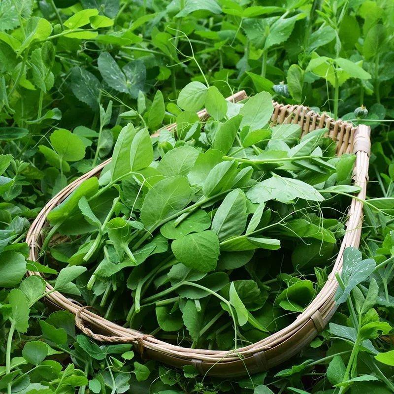 豌豆尖种子土培无土水培发豌豆尖芽苗菜种籽阳台盆栽四季种植