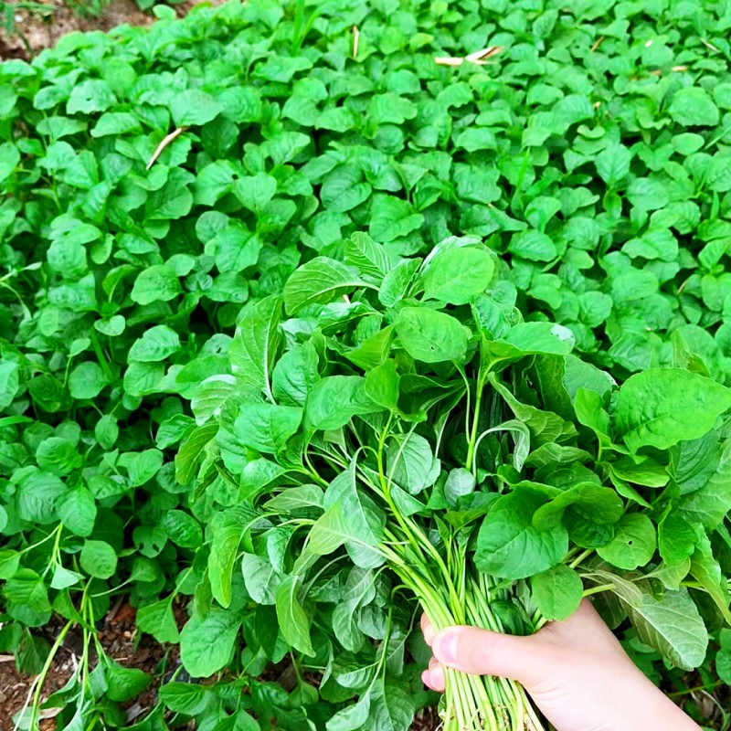 苋菜种子大全种籽菜子四季野菜籽春季汉菜种孑籽农家罗卜开花 - 图2