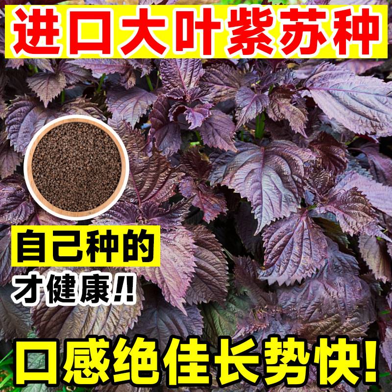紫苏种子可食用双面红紫苏大叶紫苏种子四季耐热阳台盆栽蔬菜种子 - 图1