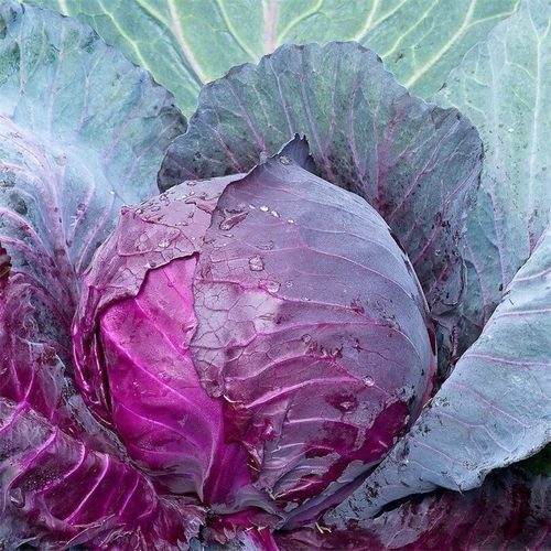 紫甘蓝菜种包菜种籽菜种子籽种苗孑紫包菜籽卷心菜大头包心菜-图1