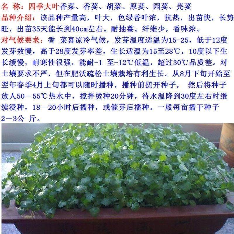 四季香菜种子阳台室内花卉花盆栽香菜蔬菜种子四季高产易种香菜籽