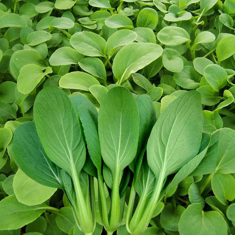 蔬菜种子四季上海青菜种籽空心菜茼蒿香菜冰菜韭菜生菜种籽孑大全-图2