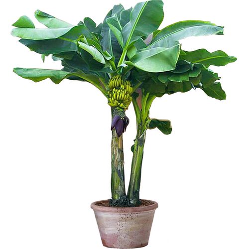 芭蕉树苗绿植盆栽庭院香蕉树苗北方室外内耐寒植物户外大叶巴蕉 - 图3