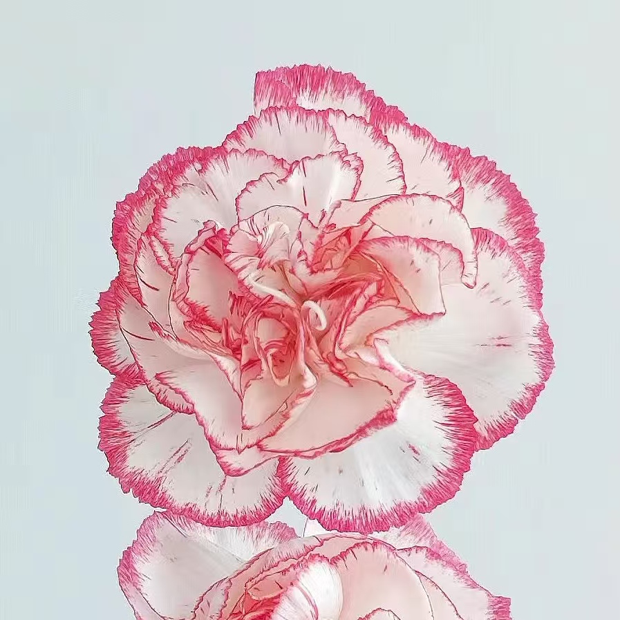 【云画】稀B级康乃馨20支云南鲜花直发2件包邮顺丰一支都赔 - 图1