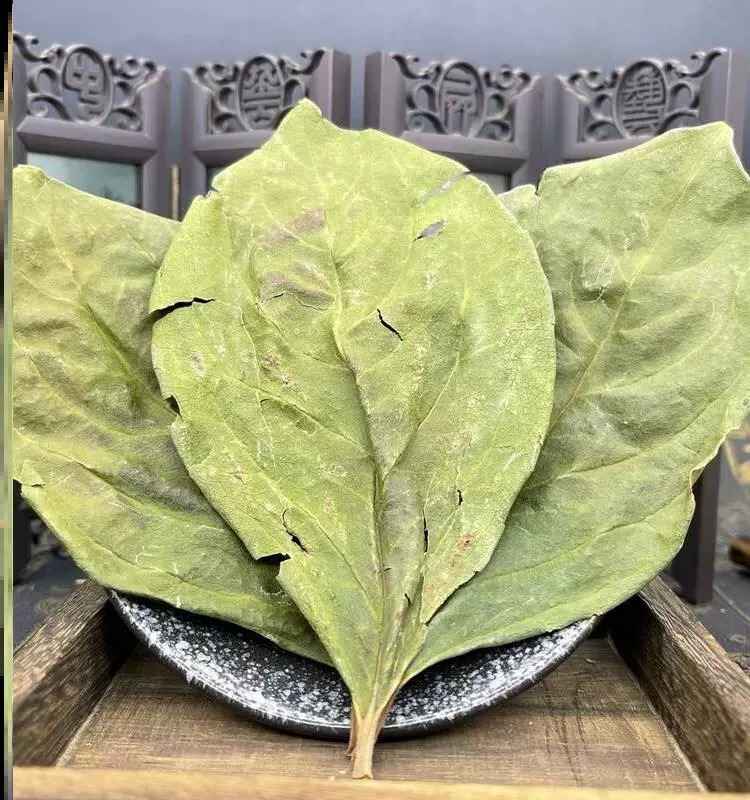 柿子叶500g柿子叶茶中药材柿叶霜后柿子树叶绛新鲜干货泡水喝血压