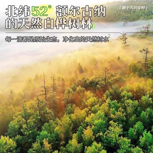 白桦树汁100%原汁无糖天然原液长白山白桦树汁纯木本植物饮桦树水 - 图1