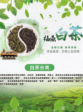 福鼎白茶海报展板福鼎老白茶白茶福鼎白茶的传说福鼎白茶简介墙贴