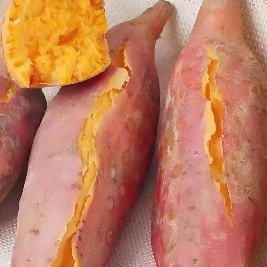 河南沙地龙九红薯新鲜番薯农家现发烤地瓜山芋紫薯自种黄心包邮5