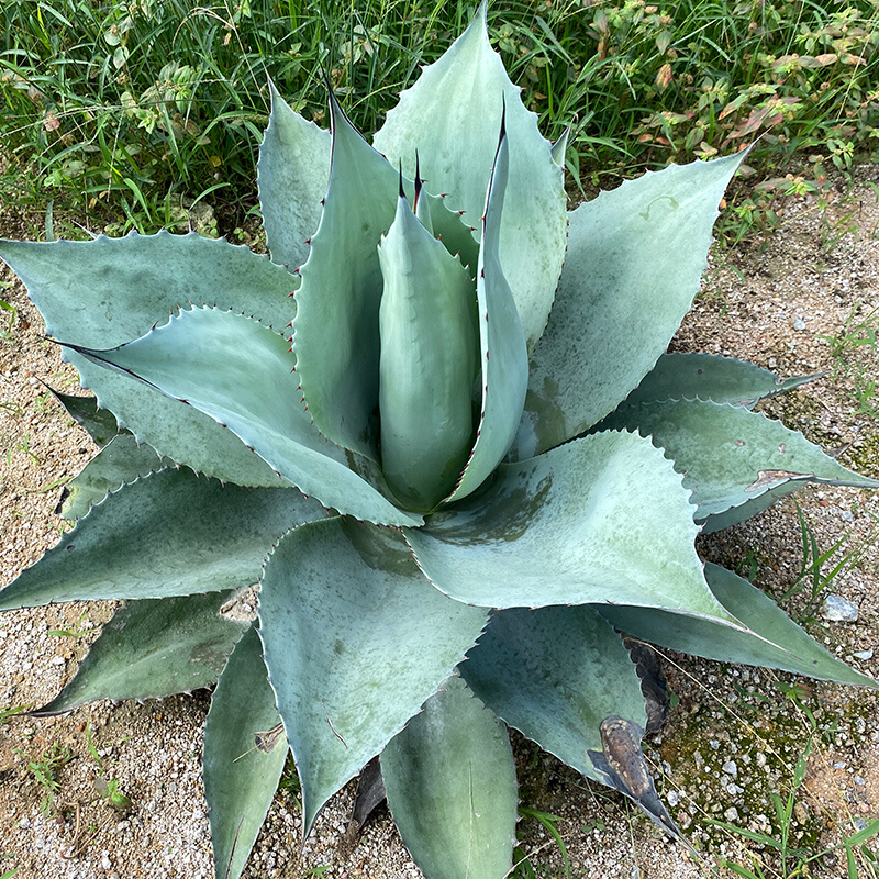 鲸鱼舌龙舌兰植物 Agave ovatifolia母本灰蓝色植物景观庭院种植-图1