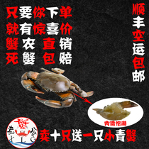 Blue Crab Fresh Meat Crab Seafood Crab Soft Shell Crab Wild Small Blue Crab Virgin Crab Meat Rod Cisfeng Air Freight