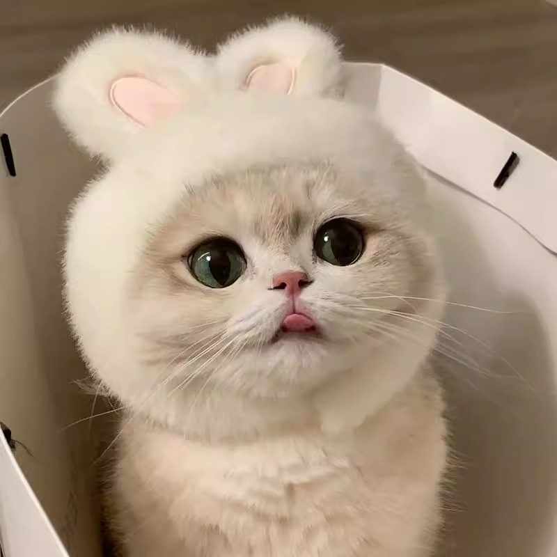 猫咪兔子耳朵帽子头饰宠物口水巾围兜围脖装饰品可爱拍照狗狗配饰,淘宝优惠券,粉丝福利购,淘宝优惠卷