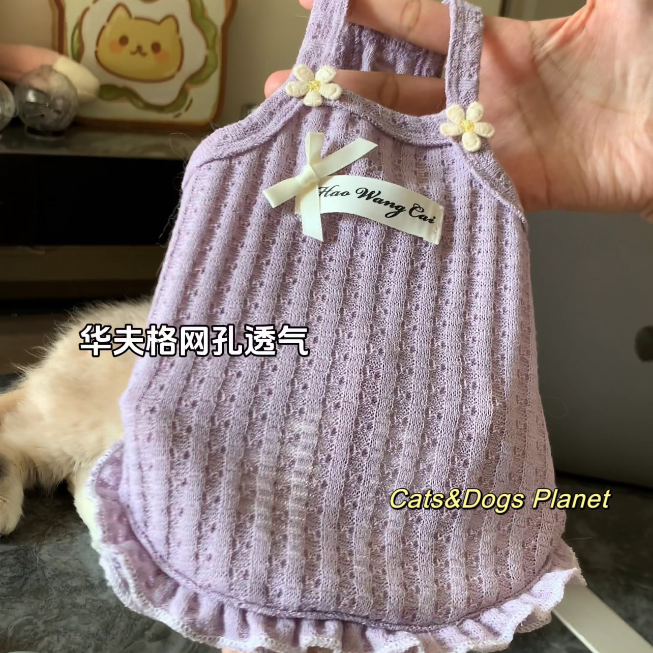 春夏新款宠物防掉毛狗狗猫咪背心华夫格透气服饰项链套装金渐层猫,淘宝优惠券,粉丝福利购,淘宝优惠卷