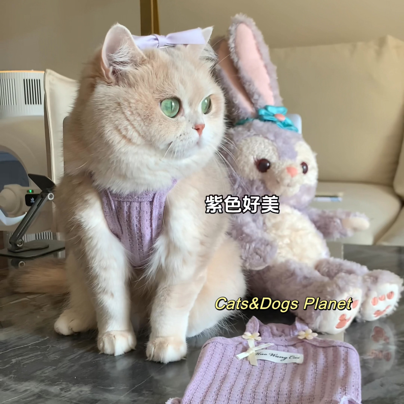 春夏新款宠物防掉毛狗狗猫咪背心华夫格透气服饰项链套装金渐层猫,淘宝优惠券,粉丝福利购,淘宝优惠卷