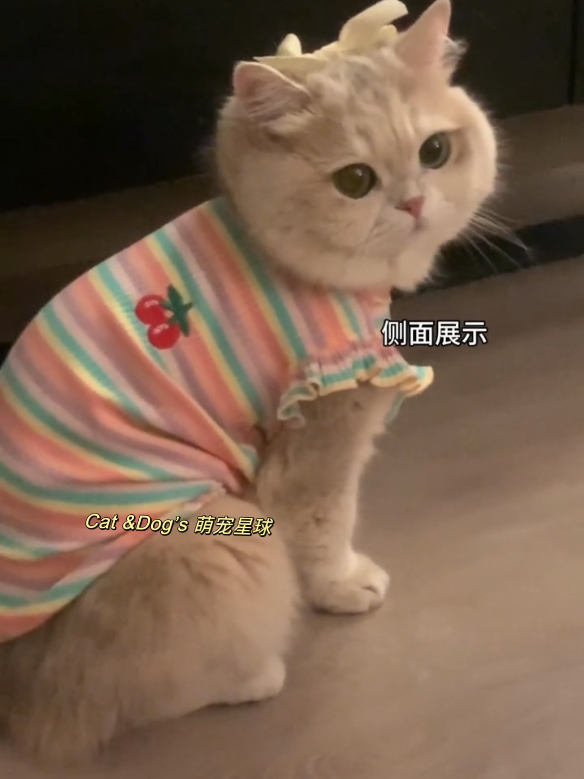 猫咪衣服夏季狗狗背心宠物防掉毛吊带裙布偶德文可爱小猫猫金渐层 - 图0