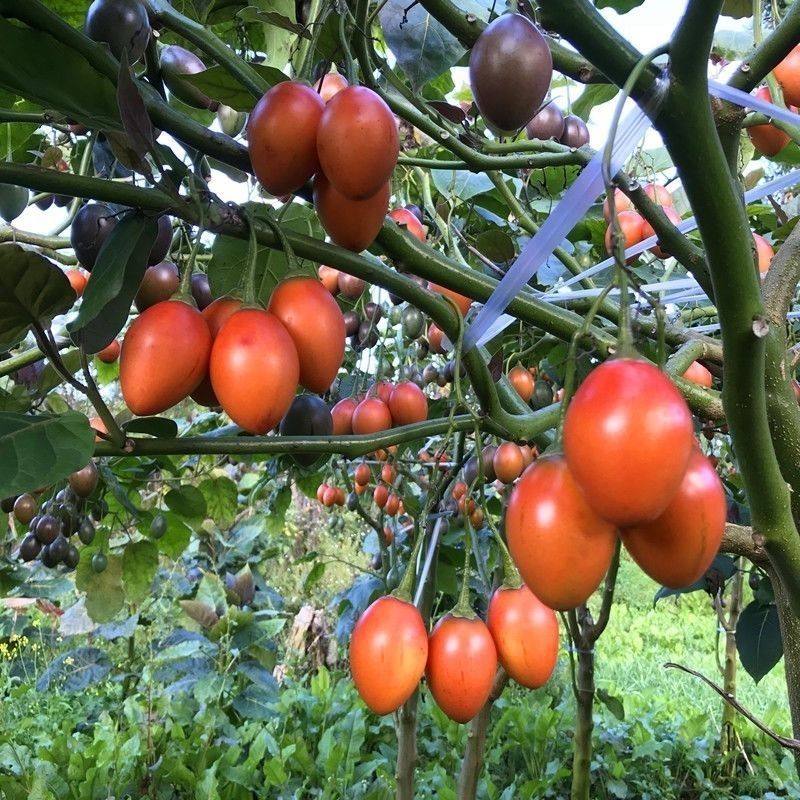 云南袋装树番茄苗树上西红柿苗生吃水果番茄苗树番茄杯苗营养土苗,淘宝优惠券,粉丝福利购,淘宝优惠卷