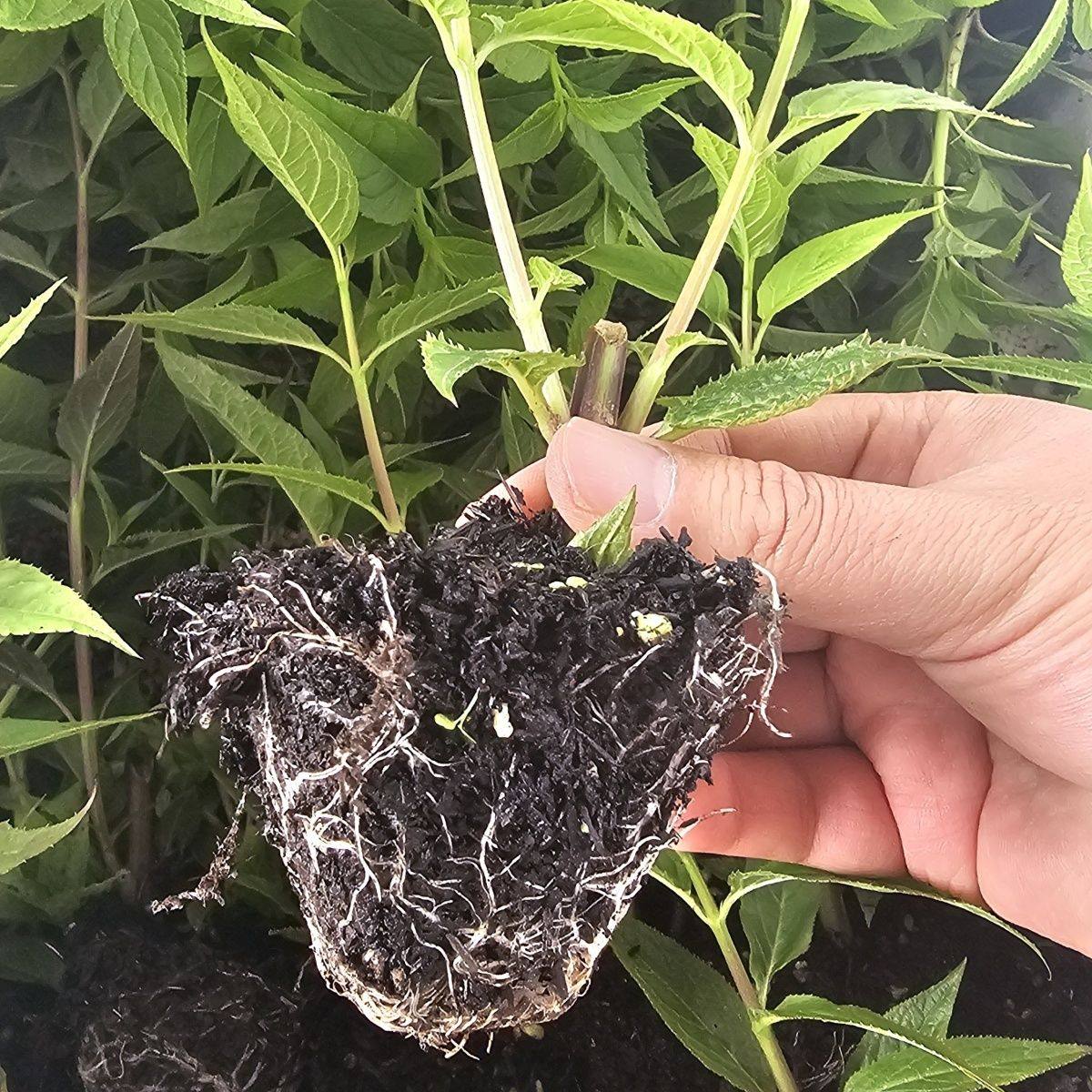 红果参苗云南红果参苗蜘蛛果苗带土杯苗高成活率易种植果中人参苗,淘宝优惠券,粉丝福利购,淘宝优惠卷