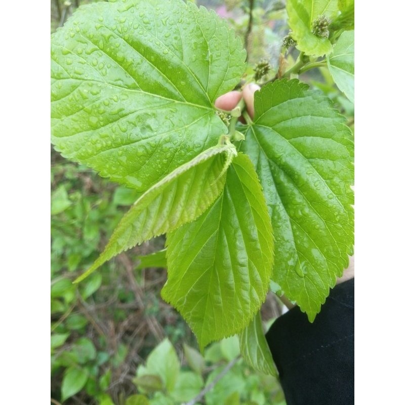 桑叶新鲜蚕宝宝鲜嫩学生养蚕现摘桑蚕食物蚕卵活蚕嫩叶大叶批斤包 - 图2