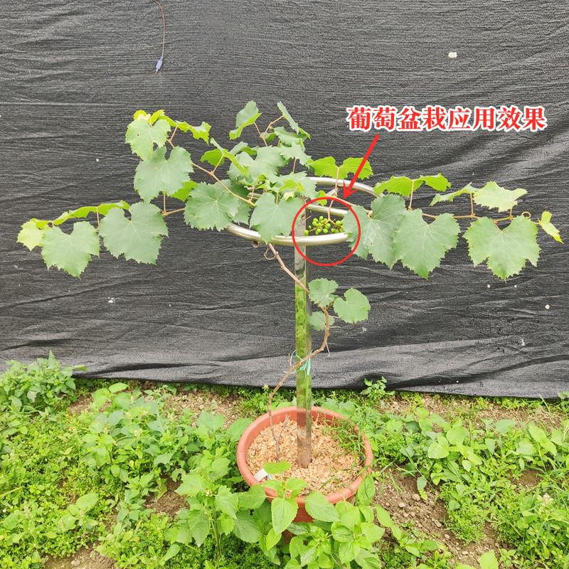 火龙果专用架不锈钢花架盆栽种植支架顶圈架绿植爬藤支撑架子落地 - 图2