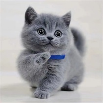 Pure breed blue cat young cat English short folding ear cat cub living short foot UK short hairy cat kitty cat pet living things