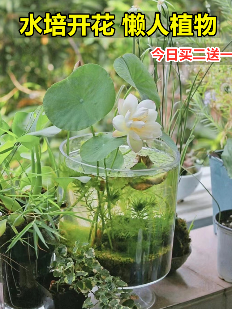 碗莲水培植物花卉室内花好养四季开花种子籽水养荷花盆栽客厅睡莲-图0