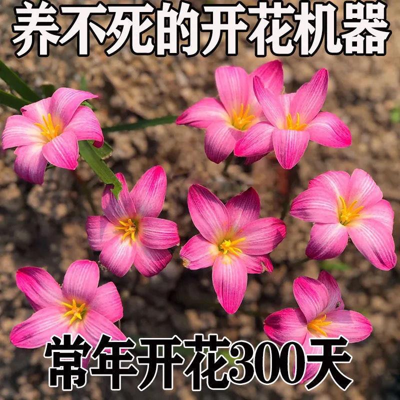 清香型四季开花重瓣风雨兰种球庭院阳台盆栽花卉植物好养易活韭兰 - 图1