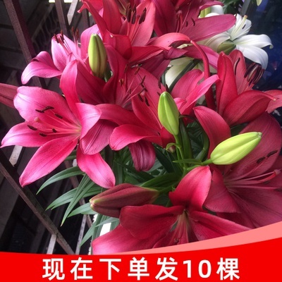 带芽发货四季种植香水百合种球盆栽百合花种子水仙花绿植花卉根球 - 图3