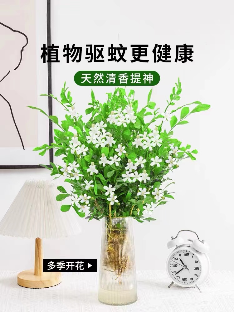 水培植物九里香盆栽桌面秋冬绿植室内鲜花水培花卉懒人马醉木吊钟 - 图3