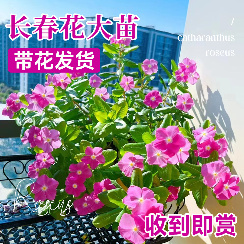 长春花天天开盆栽四季观花五叶梅花苗带花苞发货阳台窗台客厅庭院 - 图1