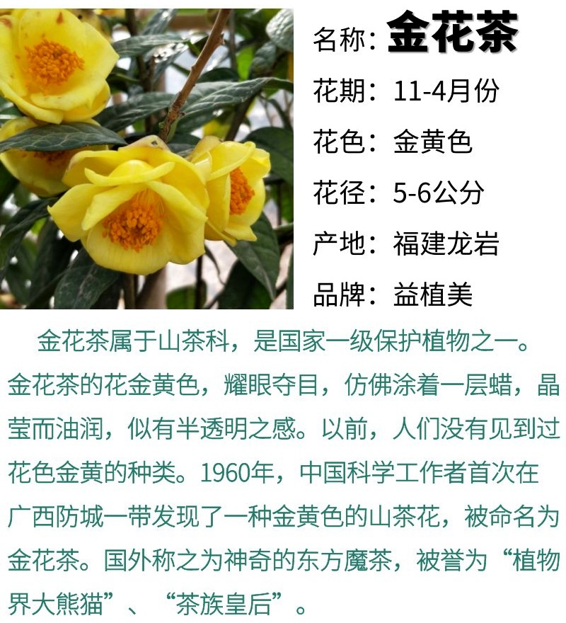 防城金花茶盆栽金茶花树苗阳台花卉四季绿植金黄带花苞黄遵山茶花-图2