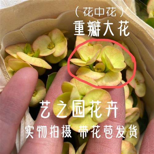 重瓣黄花虎刺梅带花苞盆栽黄色铁海棠大花大叶粉色好养易活耐晒-图1