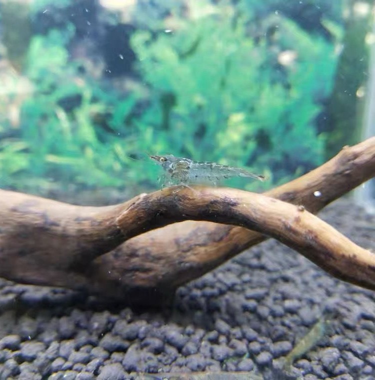 黑壳虾除藻草缸清洁虾工具虾鱼缸除藻类残渣观赏虾活虾饲料包活,淘宝优惠券,粉丝福利购,淘宝优惠卷