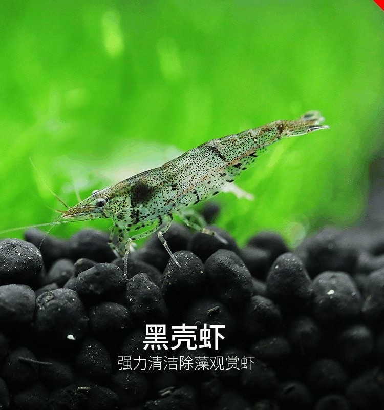 黑壳虾除藻草缸清洁虾工具虾鱼缸除藻类残渣观赏虾活虾饲料包活,淘宝优惠券,粉丝福利购,淘宝优惠卷