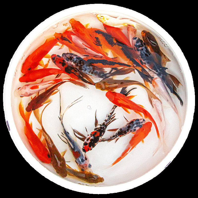 观赏鱼草金鱼苗养不死金鱼小鱼活鱼小宠物好养耐活龙鱼乌龟饲料鱼,淘宝优惠券,粉丝福利购,淘宝优惠卷