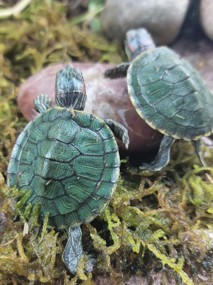 情侣小乌龟活体小巴西龟苗活物绿色彩龟一对红耳招财龟宠物观赏龟,淘宝优惠券,粉丝福利购,淘宝优惠卷