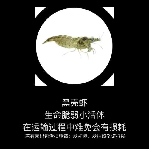 黑壳虾除藻草缸清洁虾工具虾鱼缸除藻类残渣观赏虾活虾饲料包活,淘宝优惠券,粉丝福利购,淘宝优惠卷