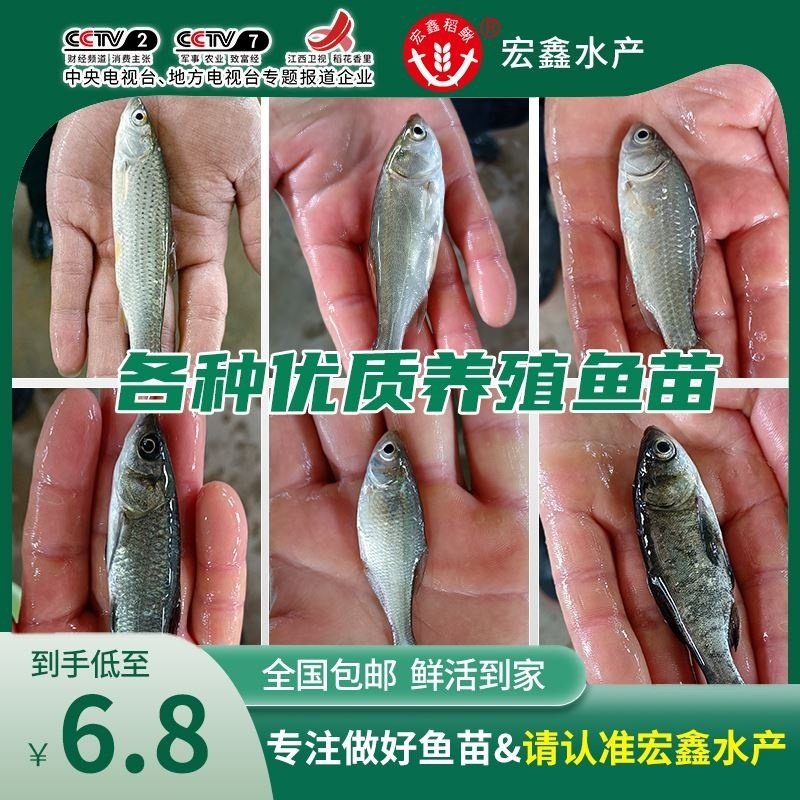 活鱼苗喂乌龟淡水养殖六角恐龙鱼饲料鱼夏季钓鱼饵料甲鱼宠物食用,淘宝优惠券,粉丝福利购,淘宝优惠卷