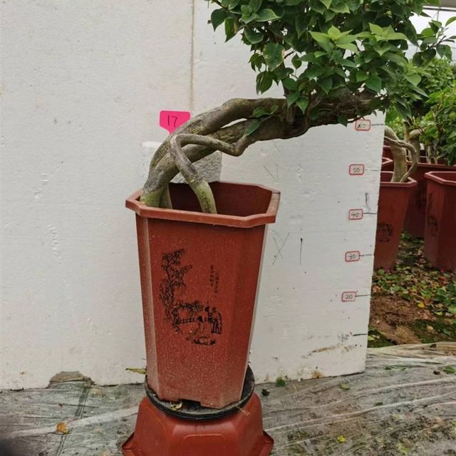 Extremely fast factory sales tower d purple carving root bougainvillea bonsai automatic product in our shop for orders over 48 yuan