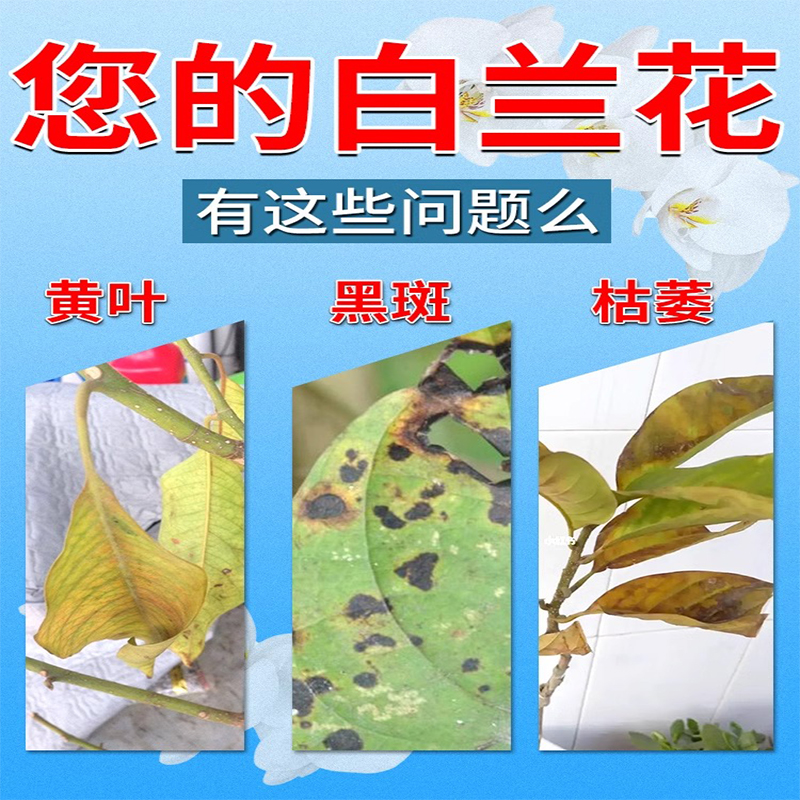 白兰花专用肥料营养液兰花炭疽叶枯病黑斑黄叶卷叶焦尖杀菌剂