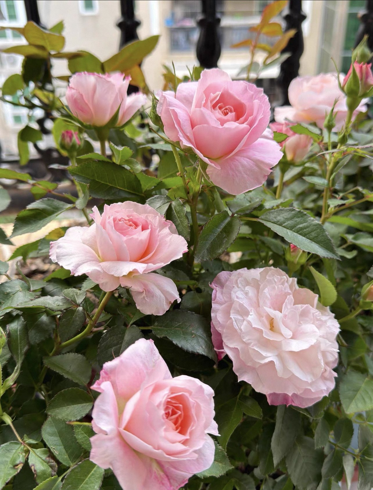 植得【海神王】180大盆一物一拍基地直发粉色系,淘宝优惠券,粉丝福利购,淘宝优惠卷