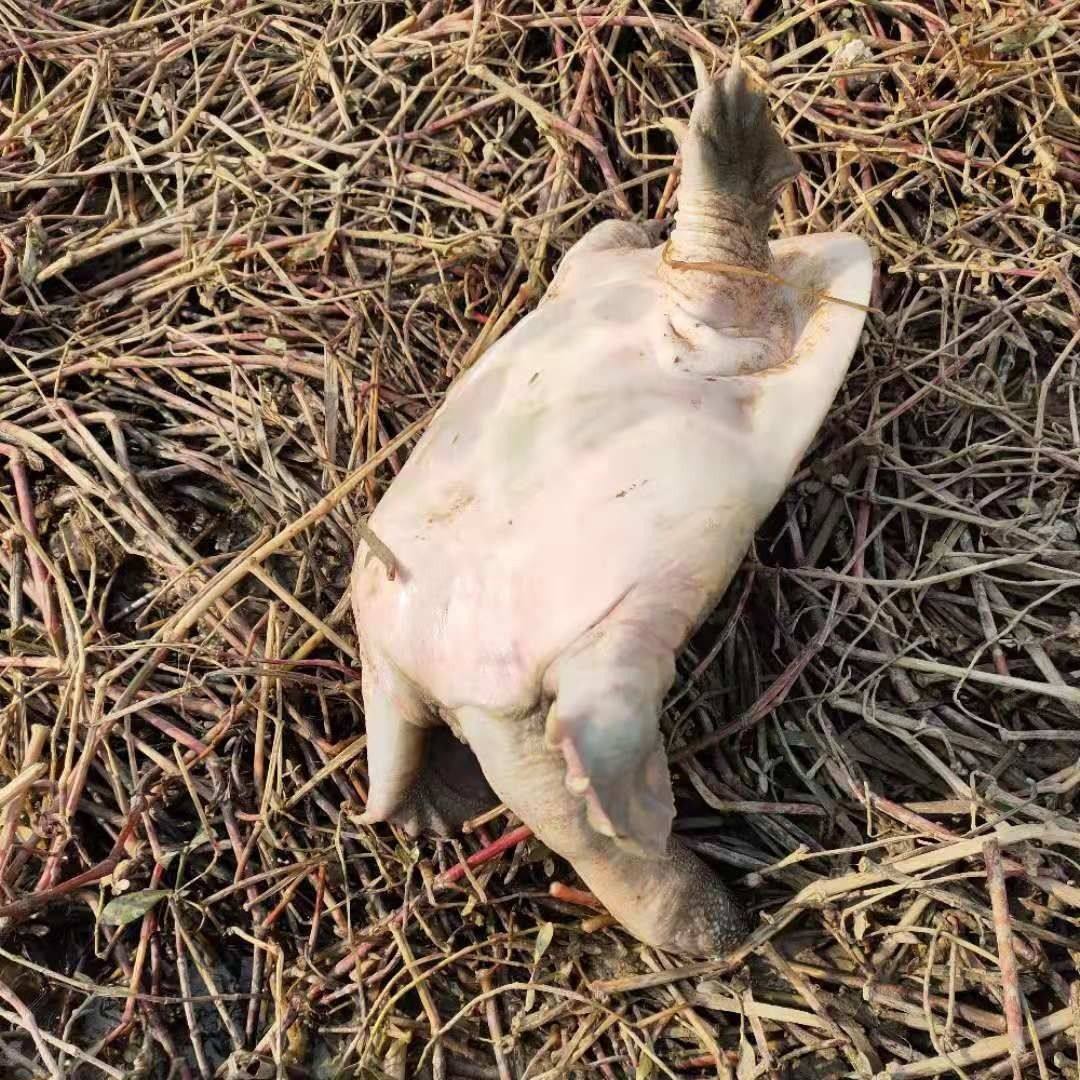 新鲜大甲鱼青黄鲜活中华鳖野养团鱼脚鱼鳖水鱼食用王八黄皮黄油,淘宝优惠券,粉丝福利购,淘宝优惠卷