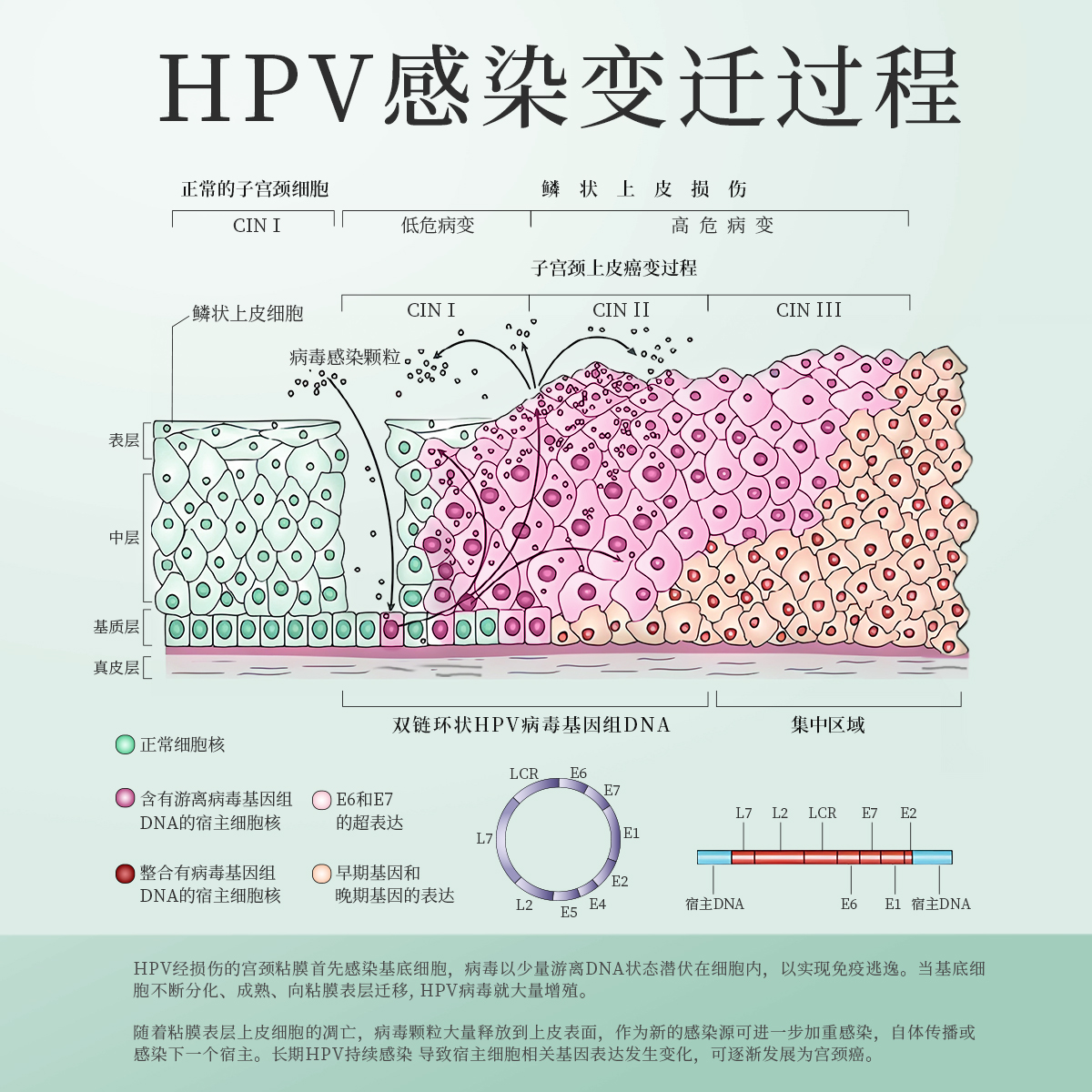 抗HPV病毒干扰素凝胶专用栓生物敷料蛋白药转妇科女性阴宫颈糜烂 - 图3