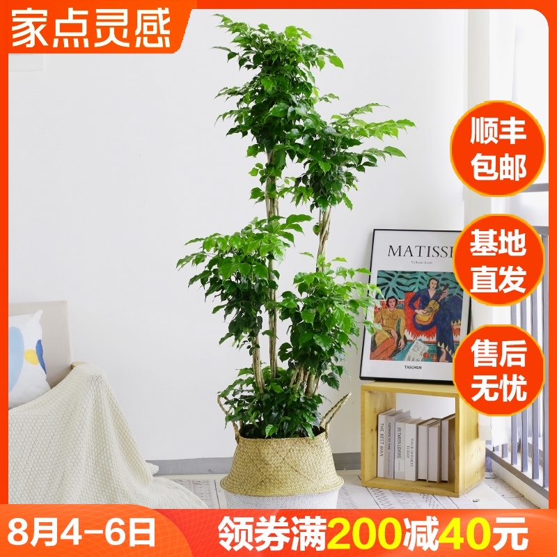 多层高杆绿宝幸福树盆o栽植物室内客厅吸甲醛绿植北欧网红大型盆 - 图0