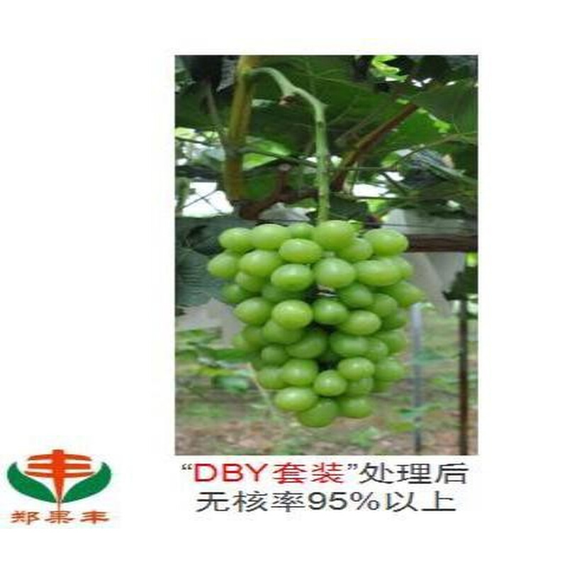 郑州资树研究所阳关玫瑰葡萄DBY无4处理农硕核%赤霉酸农果。 - 图2