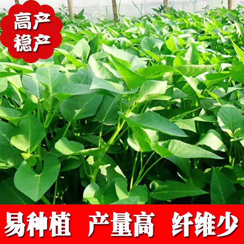 方震蔬菜种子大叶香菜四季小香葱播阳台盆栽种植辣椒番茄大全