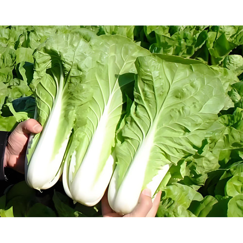 2包四季黄金奶油小白菜早熟阳台庭院种菜种四季播奶油白菜蔬菜 - 图1