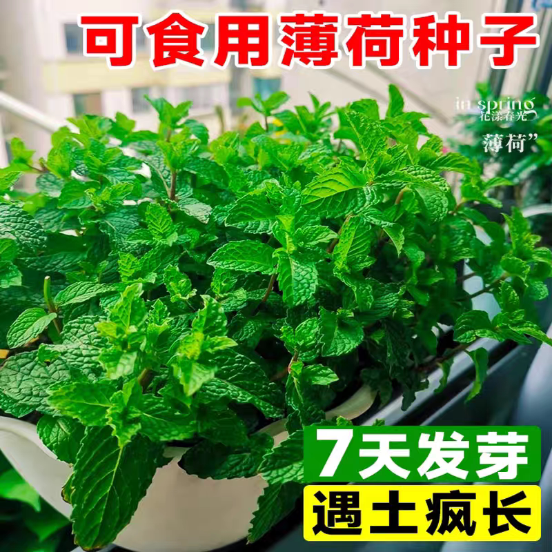 薄荷种籽子可食用驱蚊四季种植留兰香香水猫薄荷室内阳台盆栽种子