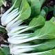 Balcony potted plants with four-season sweet and crisp cabbage seeds